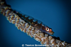 goby
NIKON D7000 in a Seacam "Prelude" uw housing, 105mm... by Thomas Bannenberg 